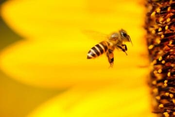 beekeeping how to make money fast