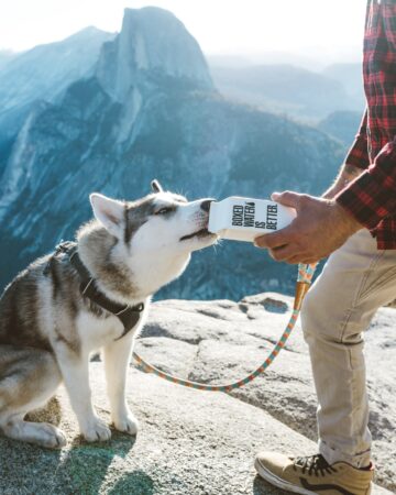 dog walker