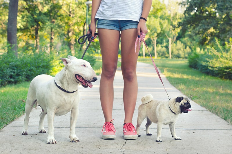 home businesses for moms - dog walking