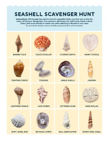 seashell scavenger hunt printable