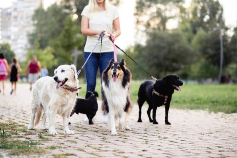 Mom walking dogs with side hustle app to make extra money online.