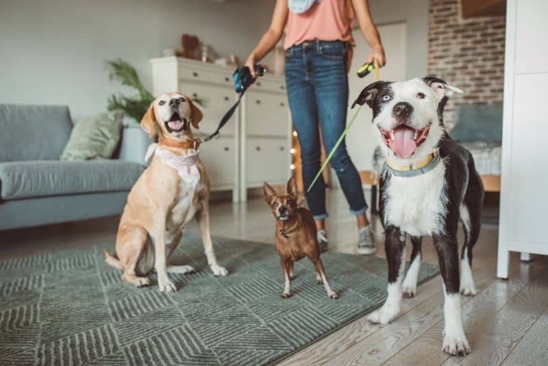 Woman walking dogs because it is her summer job.